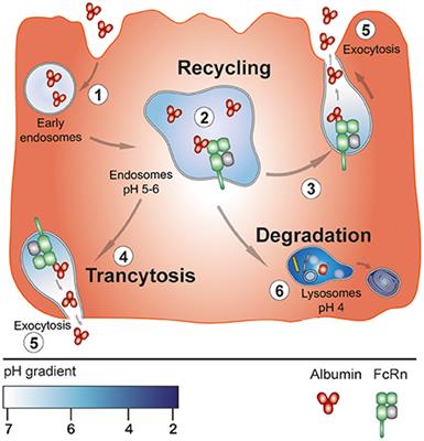 Possible Mechanisms by Which Enzymatic Degradation of Human Serum Albumin Can Lead to Bioactive Peptides and Biomarkers